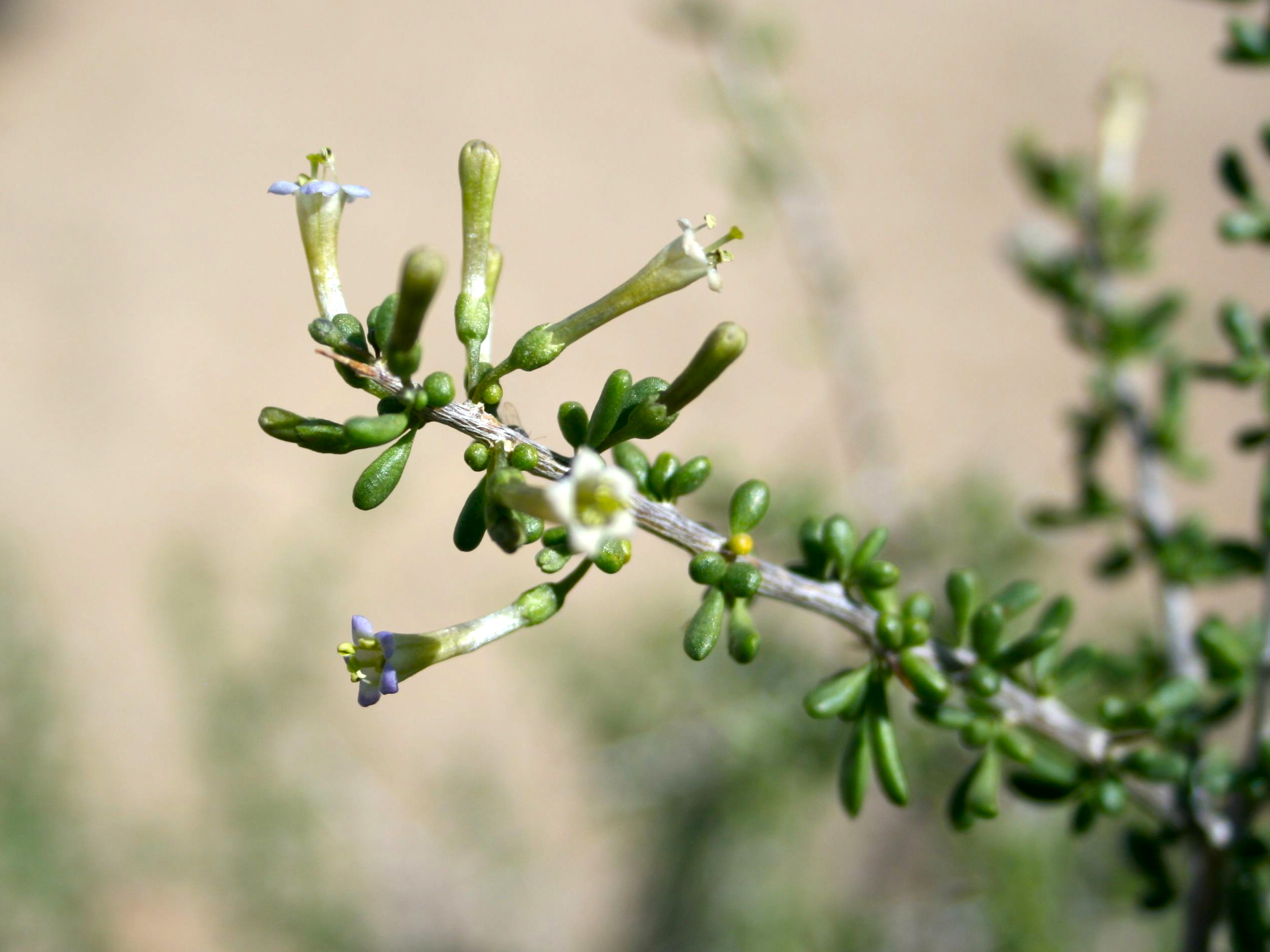 Lycium andersonii (Anderson's wolfberry), native California shrub