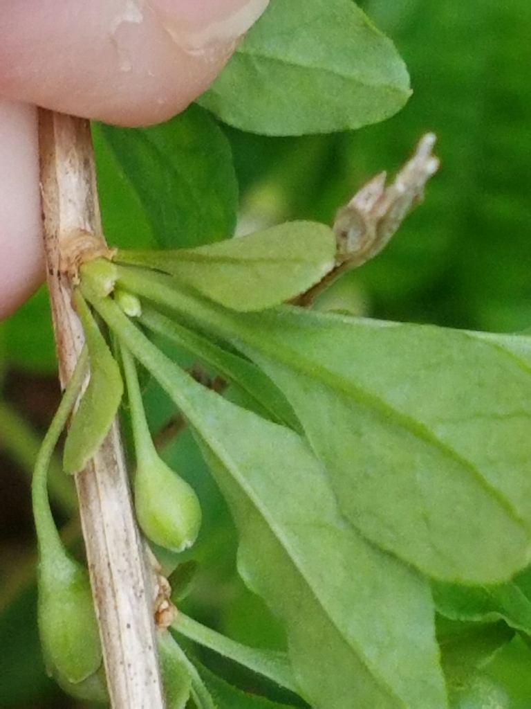 Lycium barbarum (Matrimony vine), non-native California shrub