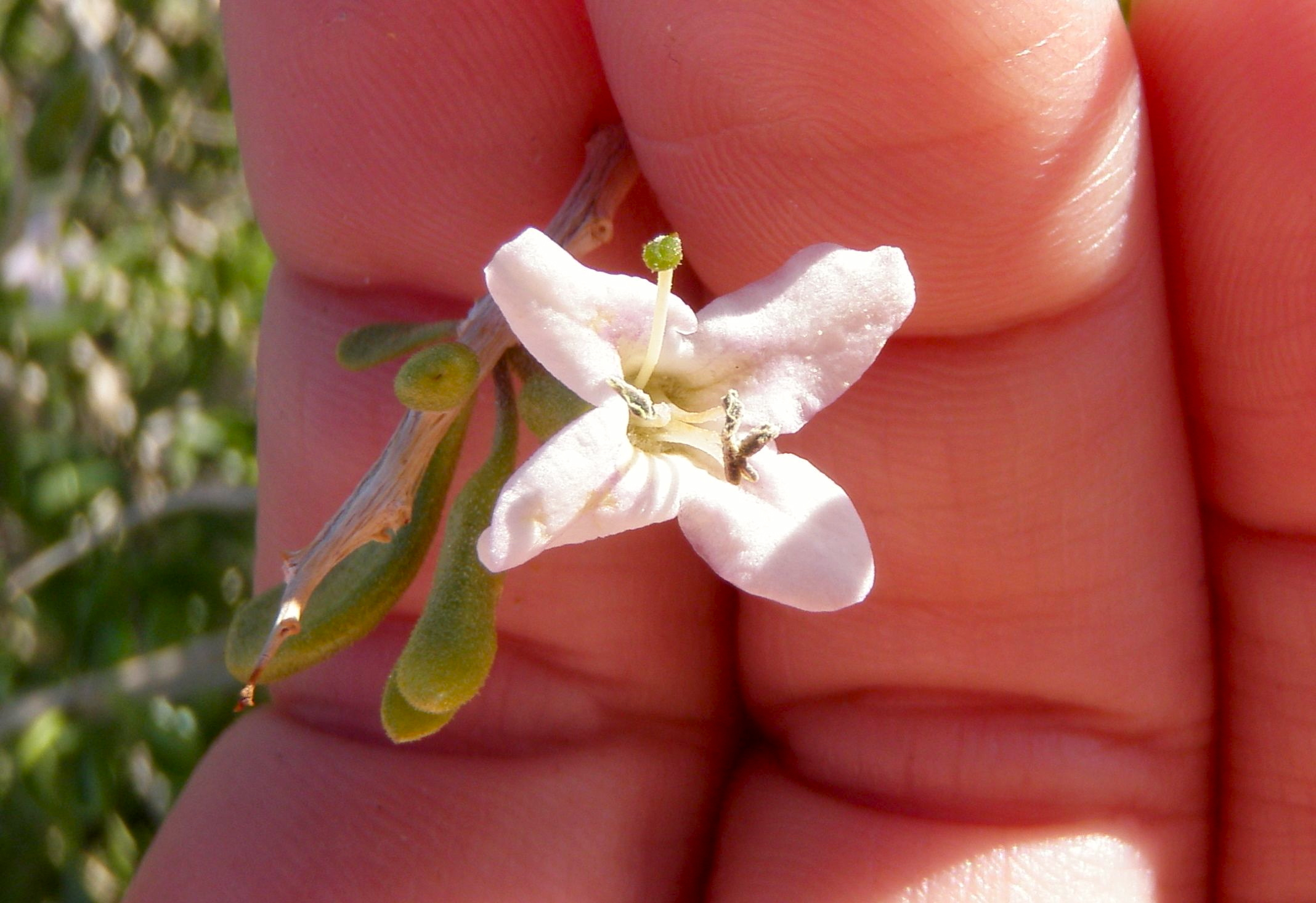 Lycium brevipes (Baja desert-thorn), native California shrub