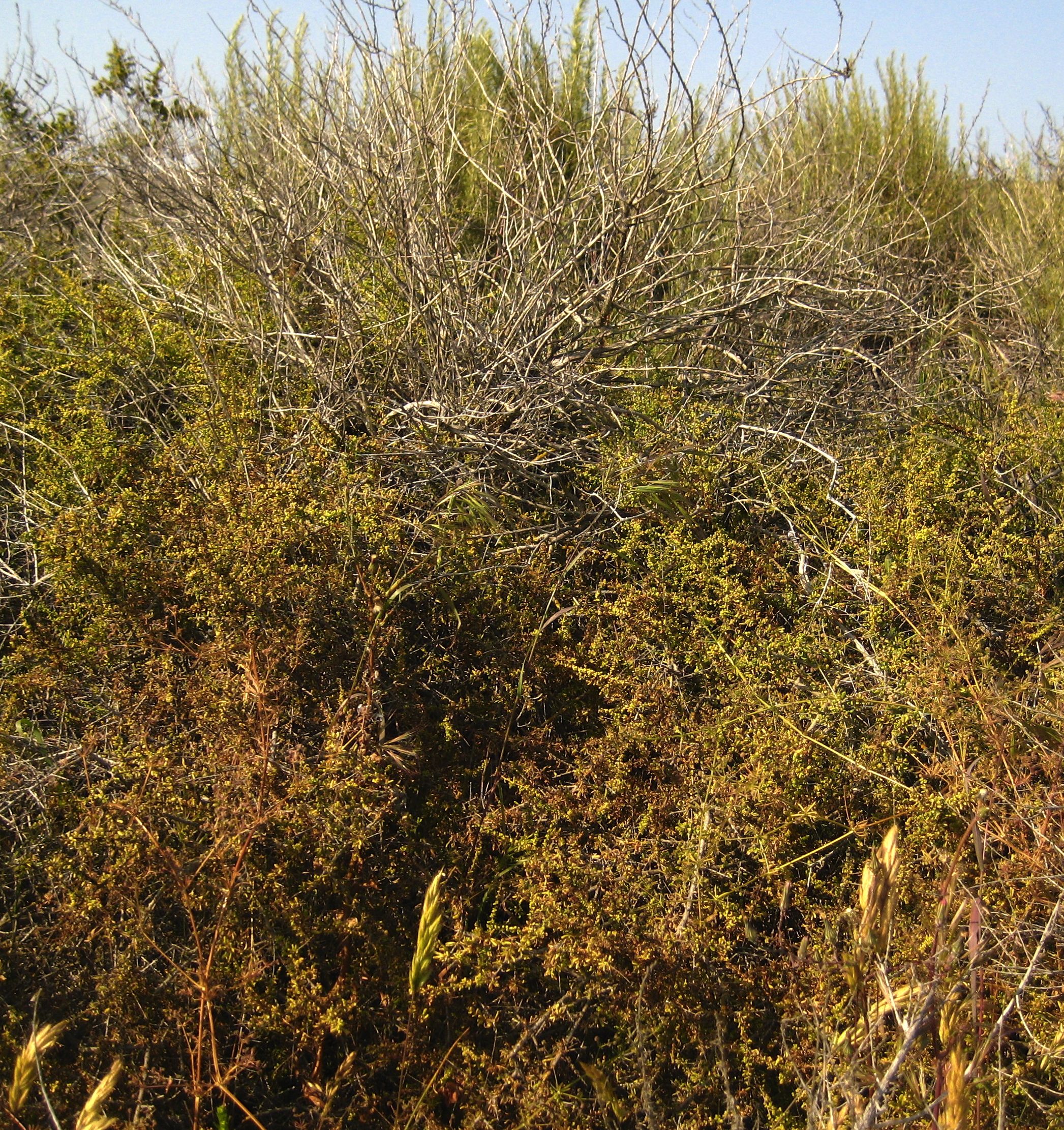 Lycium californicum (California box-thorn), native California shrub
