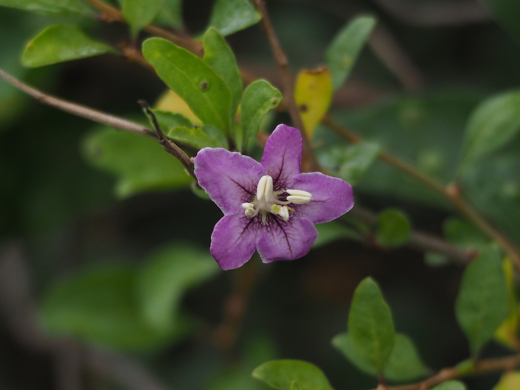 Lycium chinense (Chinese wolfberry), California shrub
