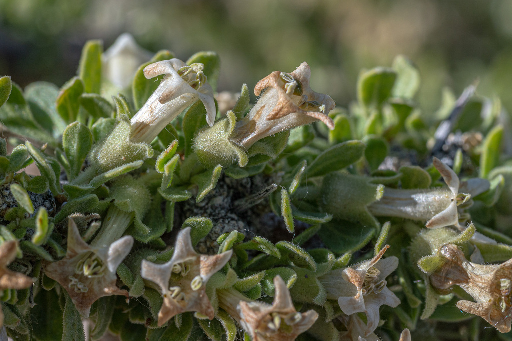 Lycium cooperi (Cooper's wolfberry), native California shrub