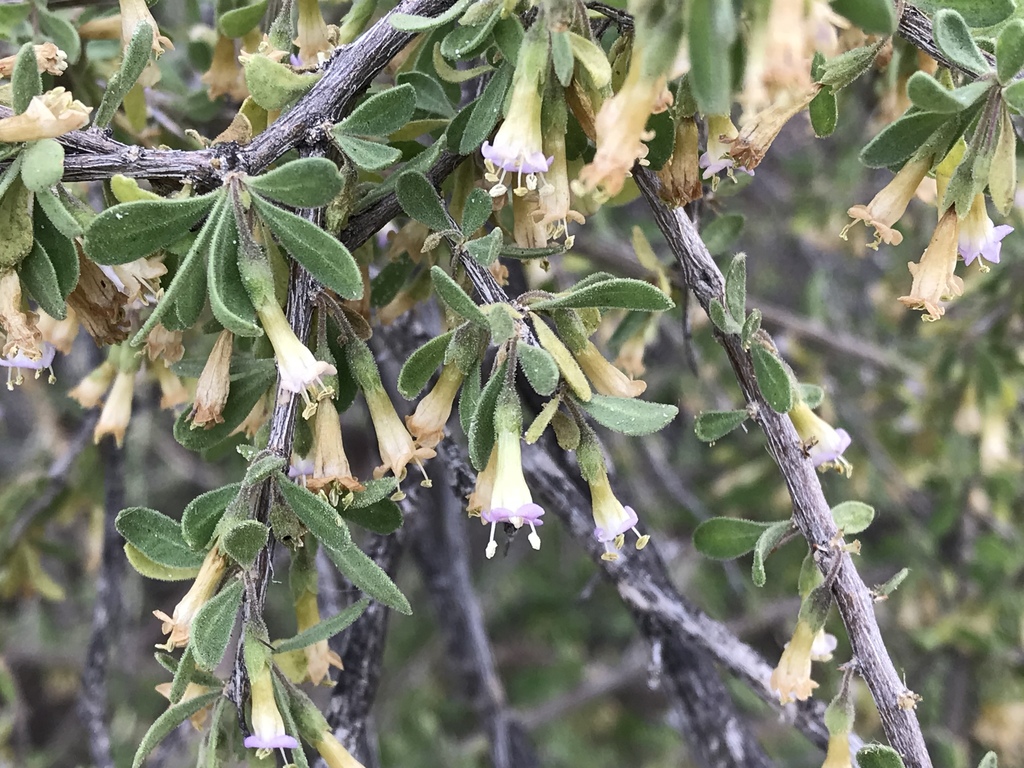 Lycium exsertum (Arizona wolfberry), native California shrub