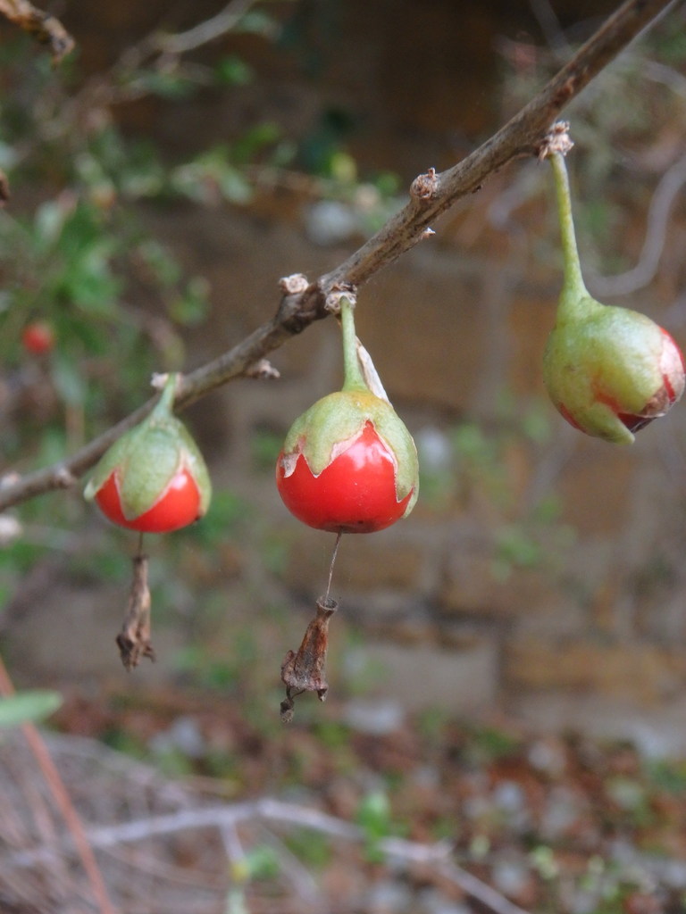 Lycium ferocissimum (African boxthorn), California shrub