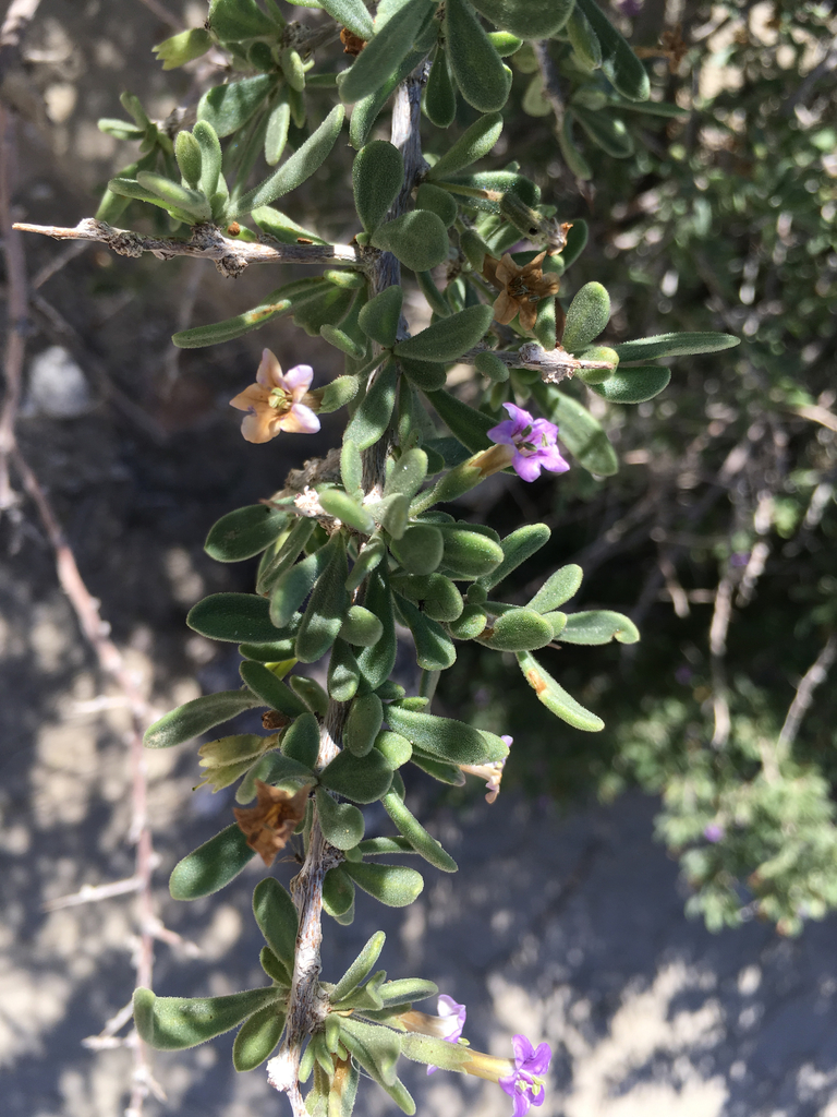Lycium fremontii (Fremont's wolfberry), native California shrub