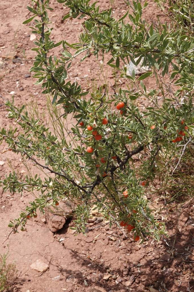 Lycium pallidum var. oligospermum (Pale wolfberry), native California shrub