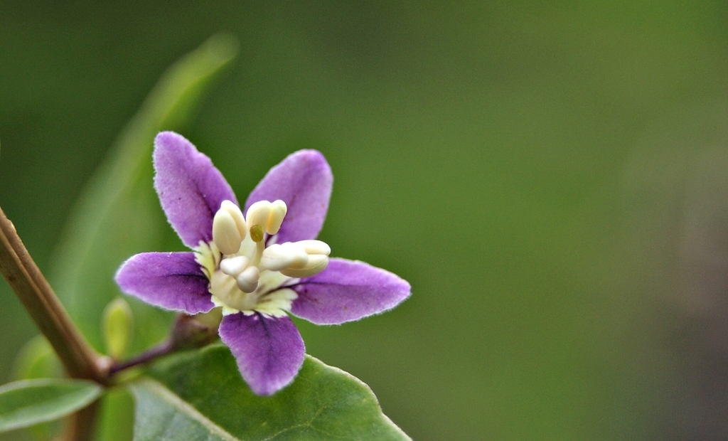 Lycium sp. (Box-thorn), non-native California shrub
