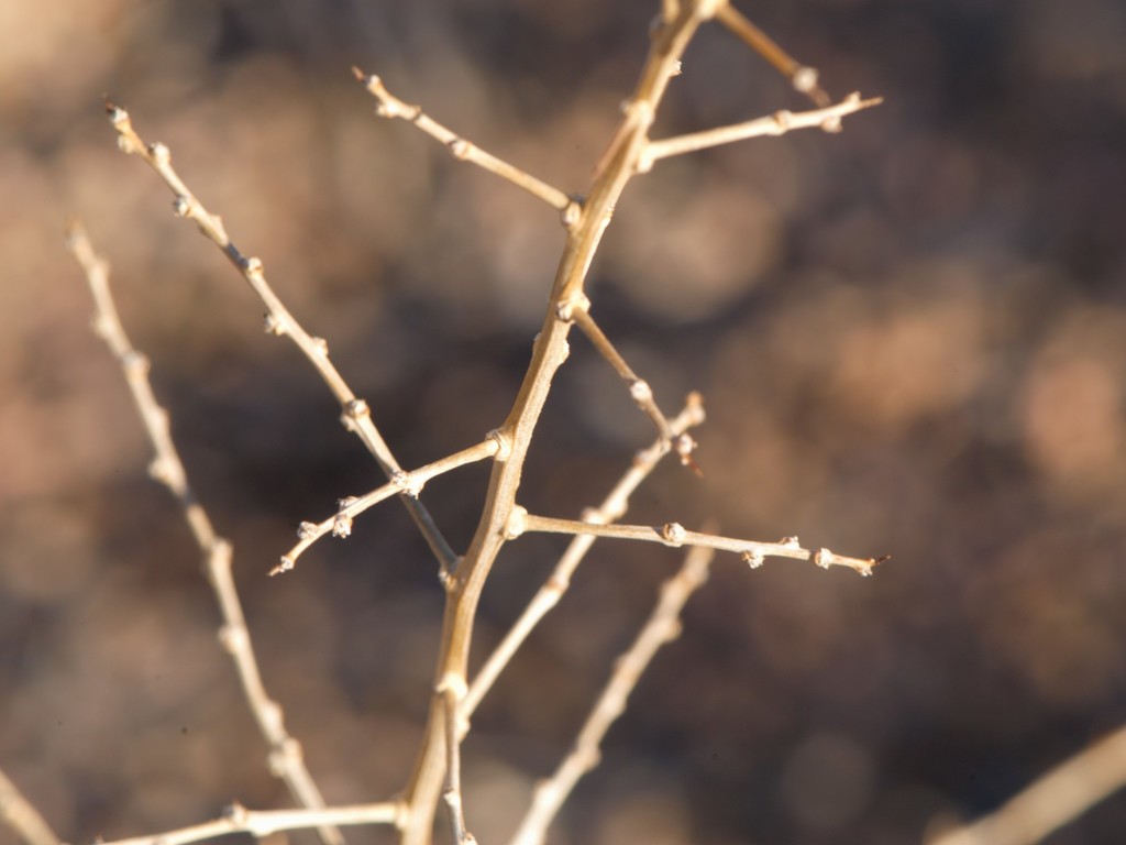 Lycium torreyi (Torrey's wolfberry), native California shrub