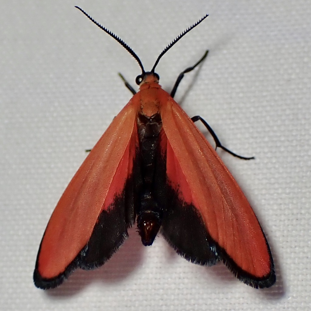 Lycomorpha grotei, California species