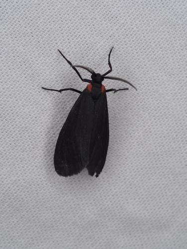 Lycomorpha splendens, California species