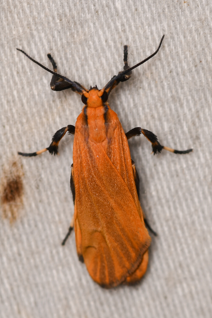 Lycomorphodes sordida, California species