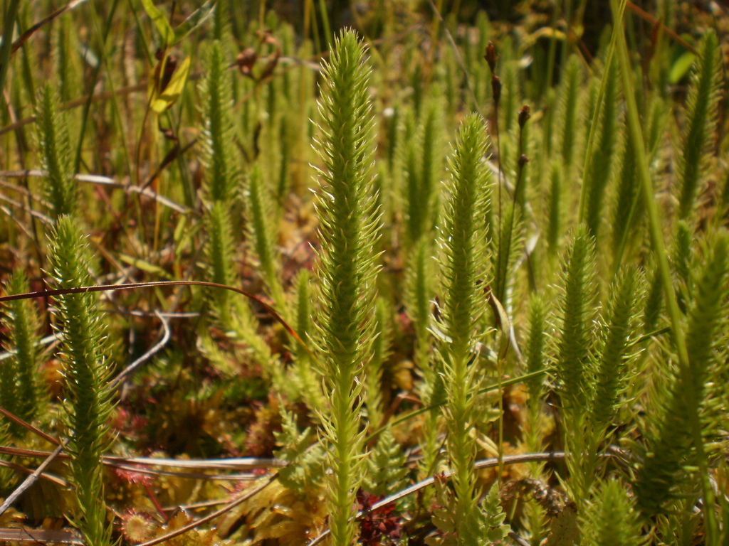 Lycopodiella inundata (Inundated bog club-moss), native California subshrub