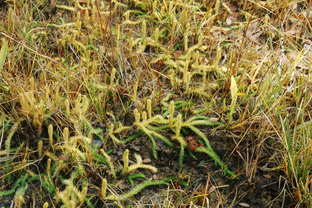 Lycopodiella sp. (Bog club-moss), native California moss