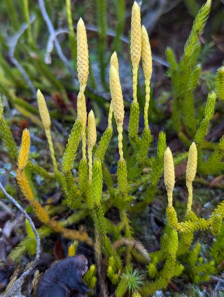 Lycopodium clavatum (Running-pine), native California subshrub
