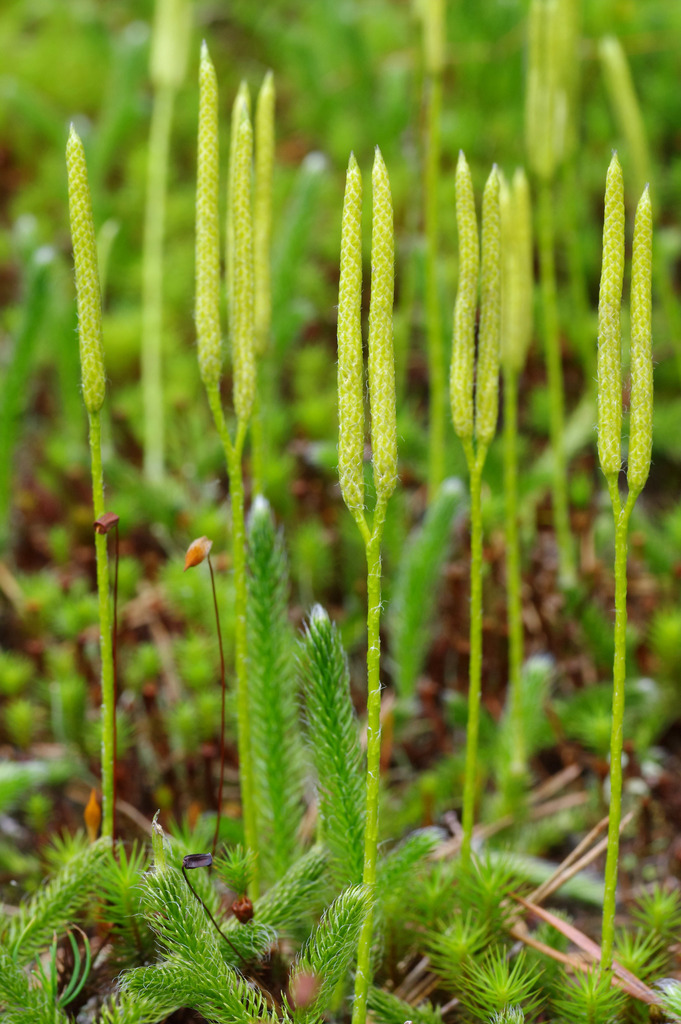 Lycopodium sp. (Running-pine), non-native California moss