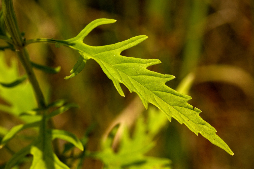 Lycopus americanus (American water horehound), native California herb