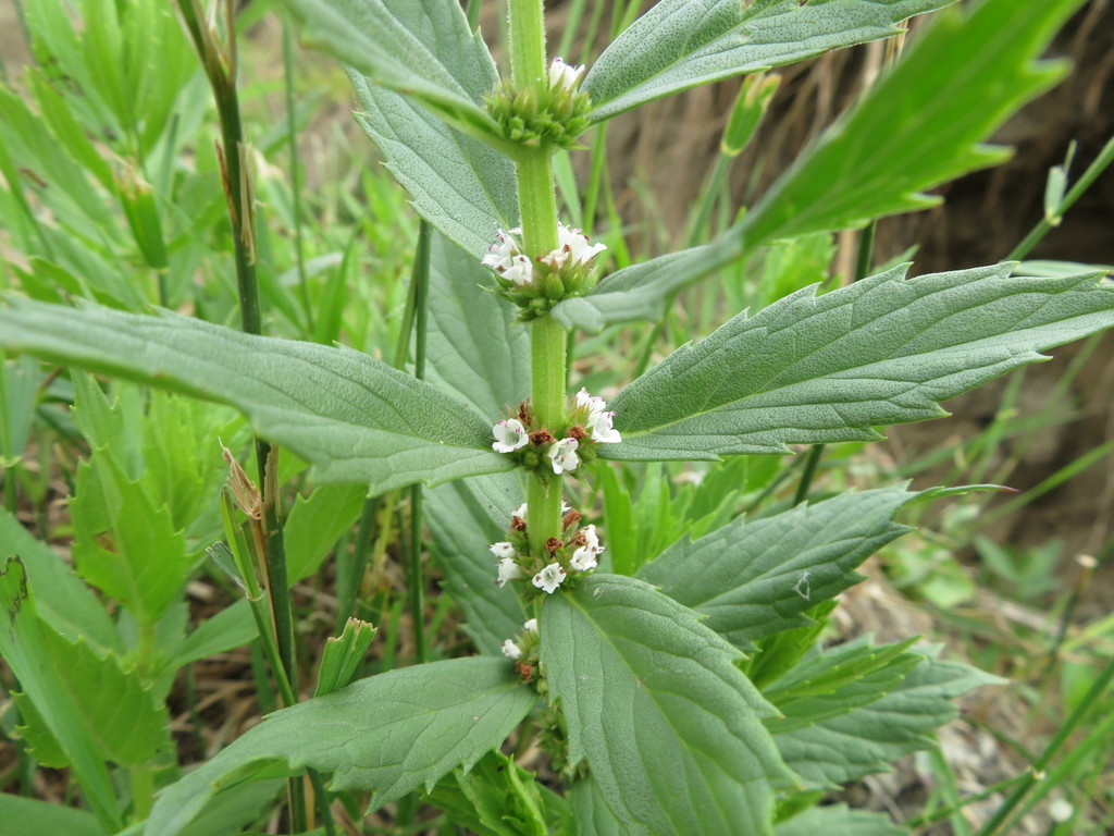 Lycopus asper (Rough bugleweed), native California herb
