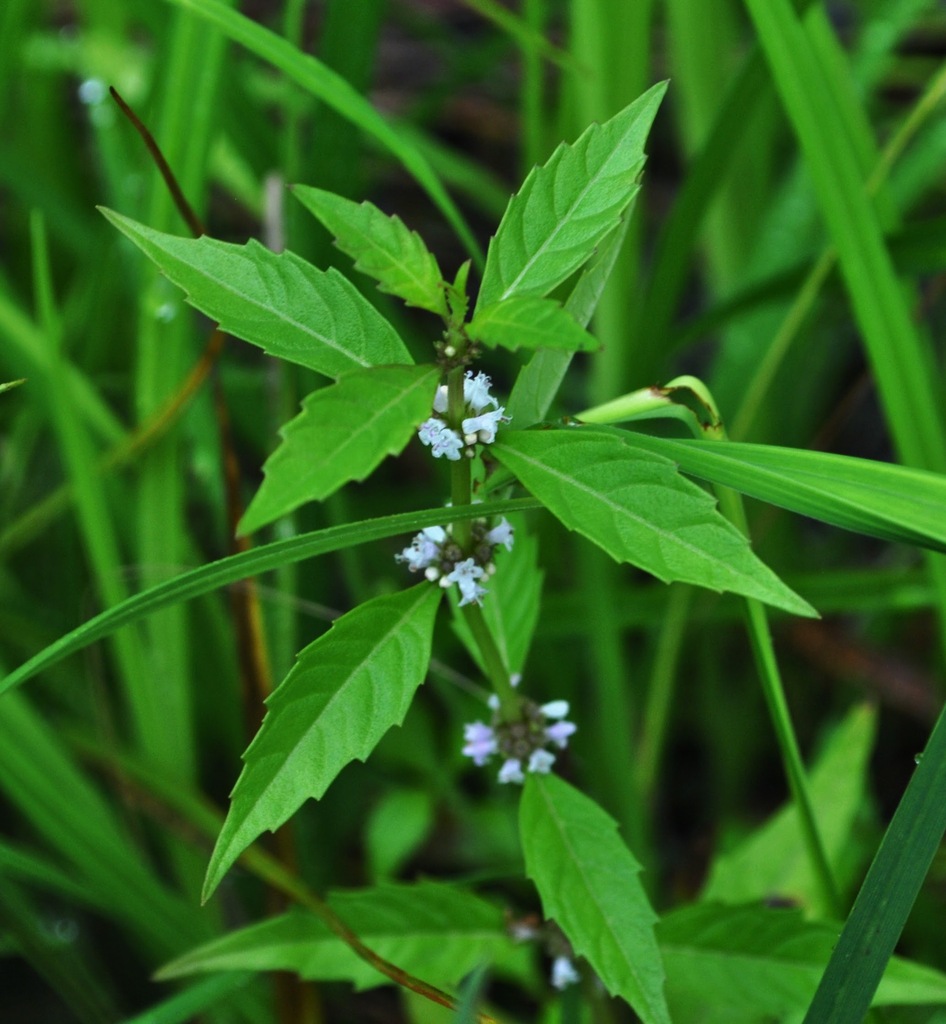 Lycopus uniflorus (Northern bugleweed), native California herb