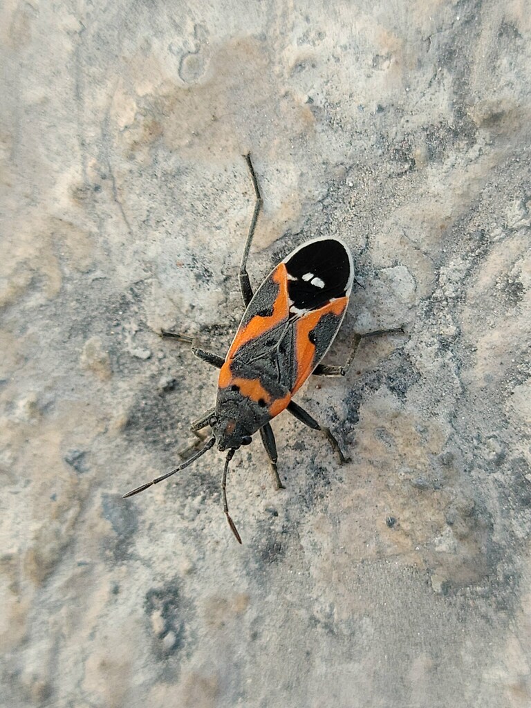 Lygaeus kalmii (Small Milkweed Bug), California species