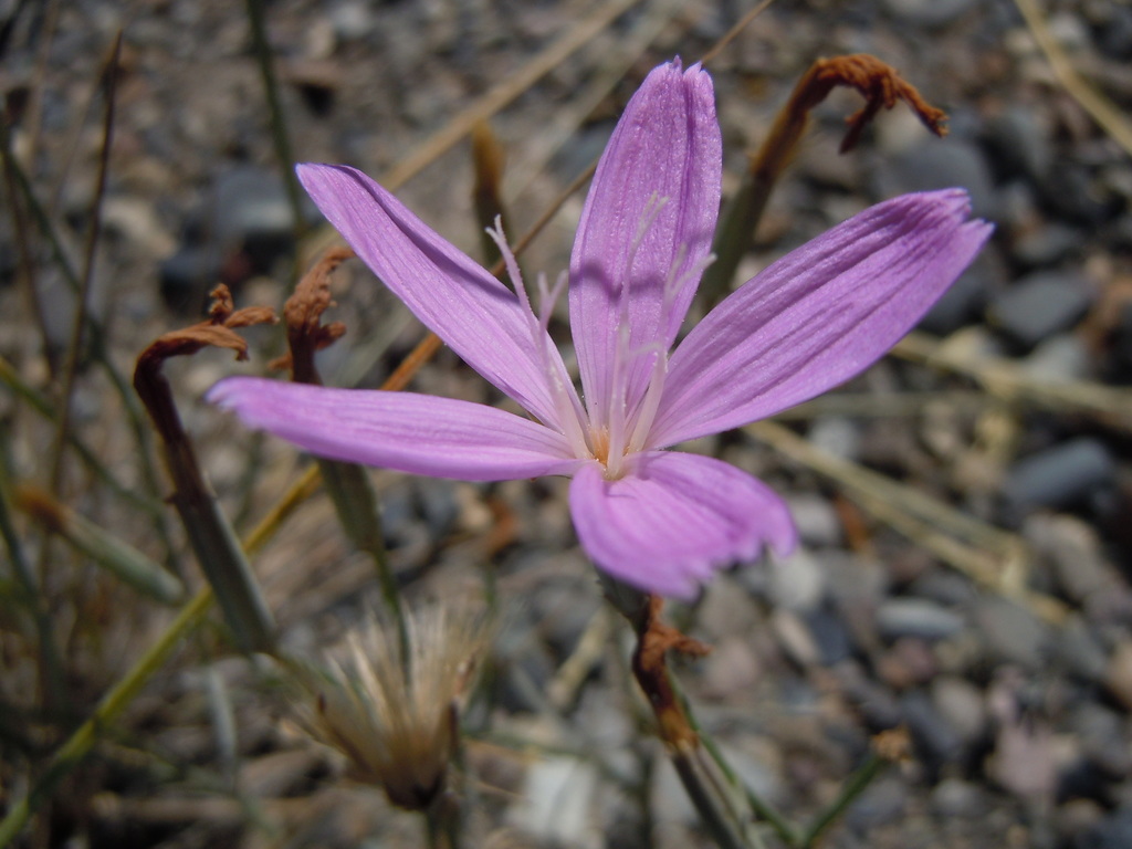 Lygodesmia grandiflora var. dianthopsis (Antelope island skeleton plant), native California perennial