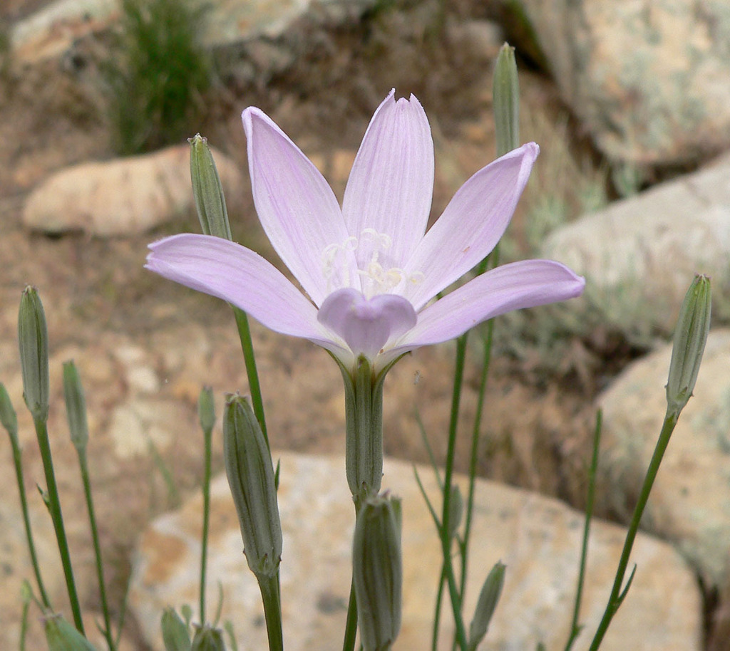 Lygodesmia sp. (Skeleton plant), California perennial