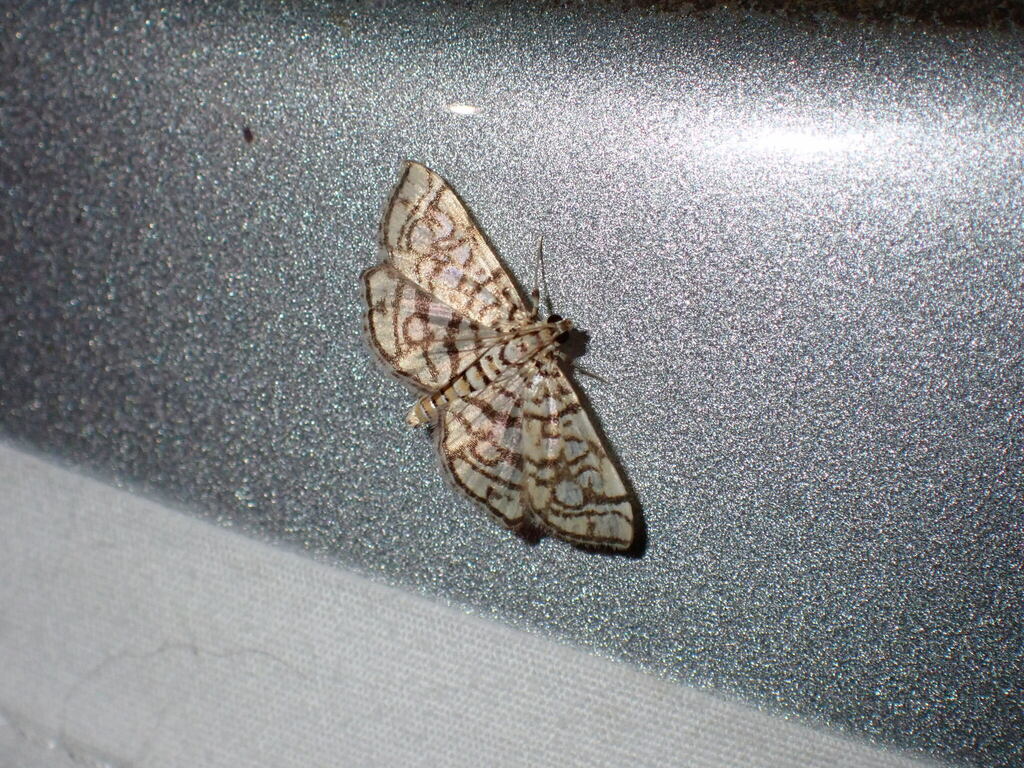 Lygropia octonalis (Eight-barred Lygropia Moth), California species