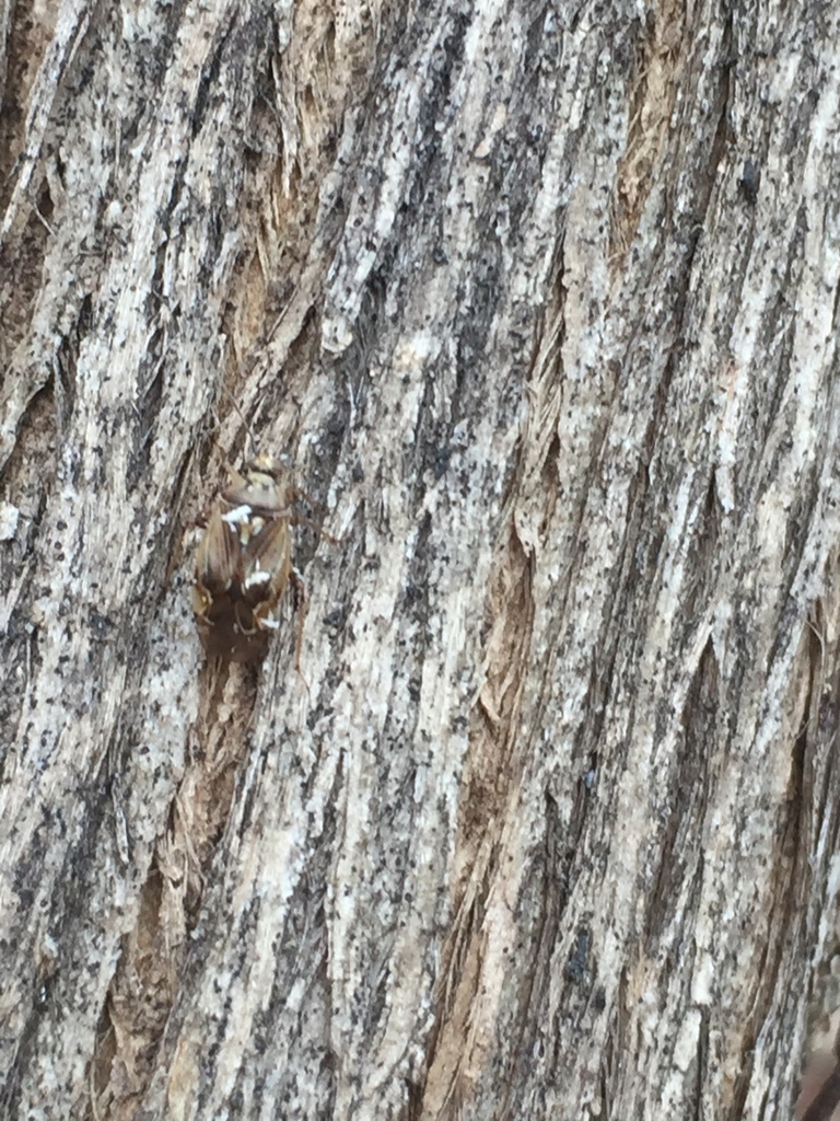 Lygus lineolaris (North American Tarnished Plant Bug), California species