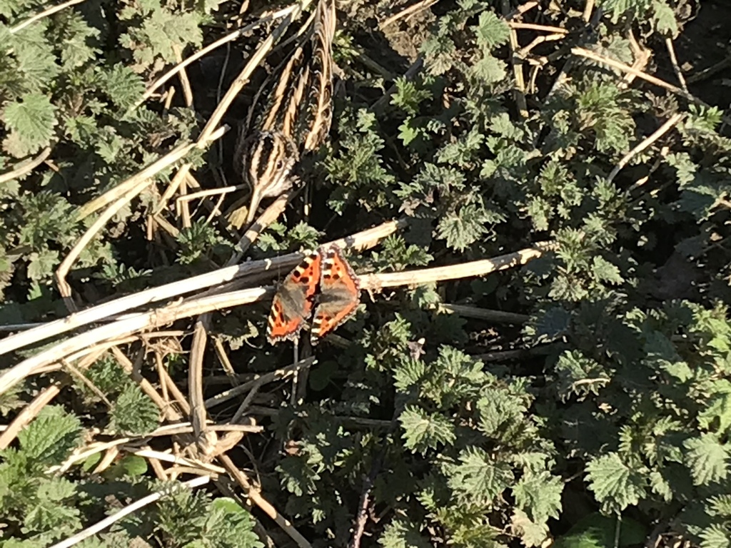 Lymnocryptes minimus (Jack Snipe), California species