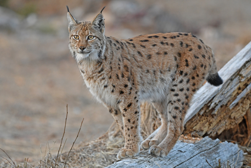 Lynx rufus pallescens (Pallid Bobcat), California species
