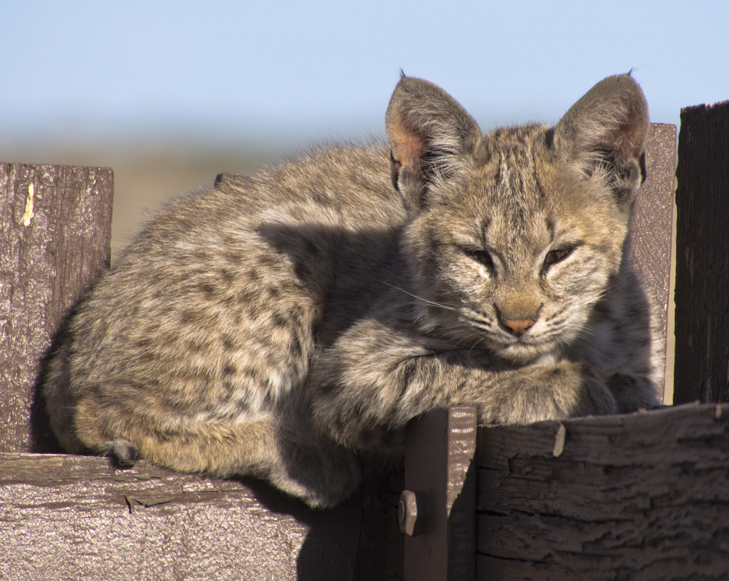 Lynx rufus (Bobcat), California species
