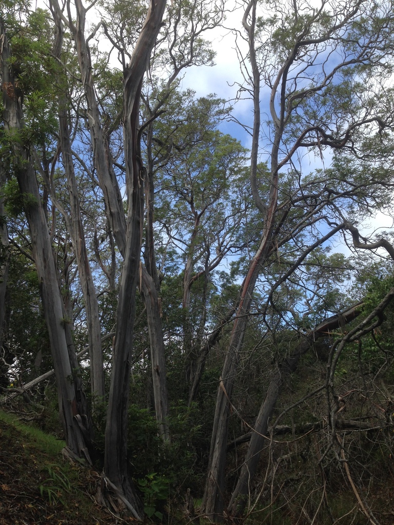 Lyonothamnus floribundus subsp. aspleniifolius (Santa cruz island ironwood), native California tree