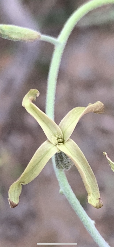 Lyrocarpa coulteri (Coulter's lyrepod), native California subshrub