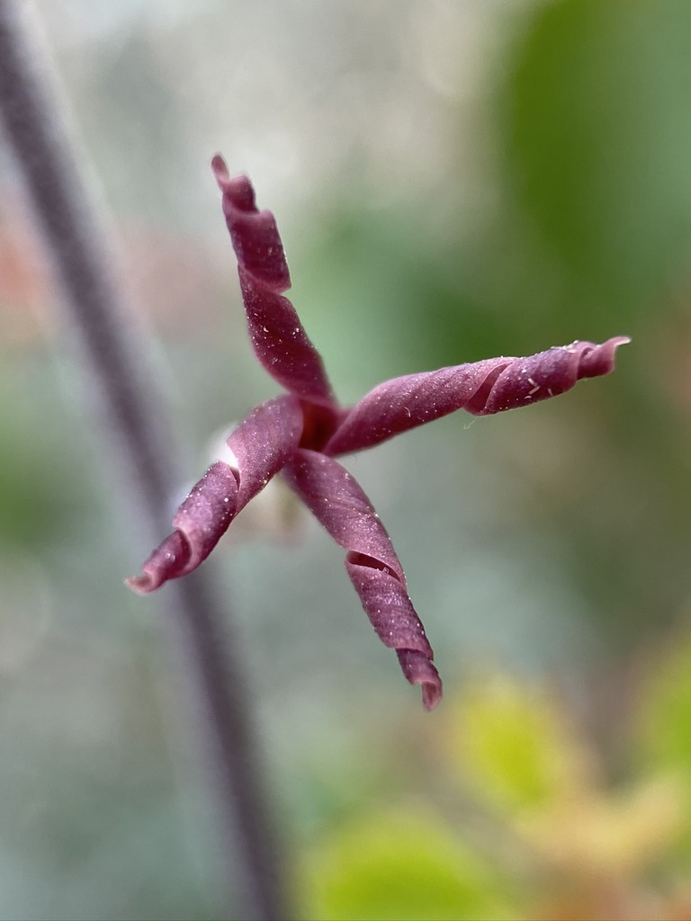 Lyrocarpa sp., native California perennial