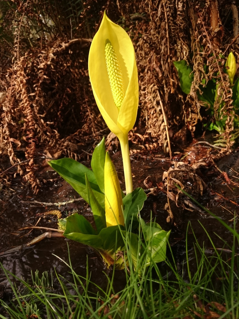 Lysichiton americanus (Yellow skunk-cabbage), native California herb