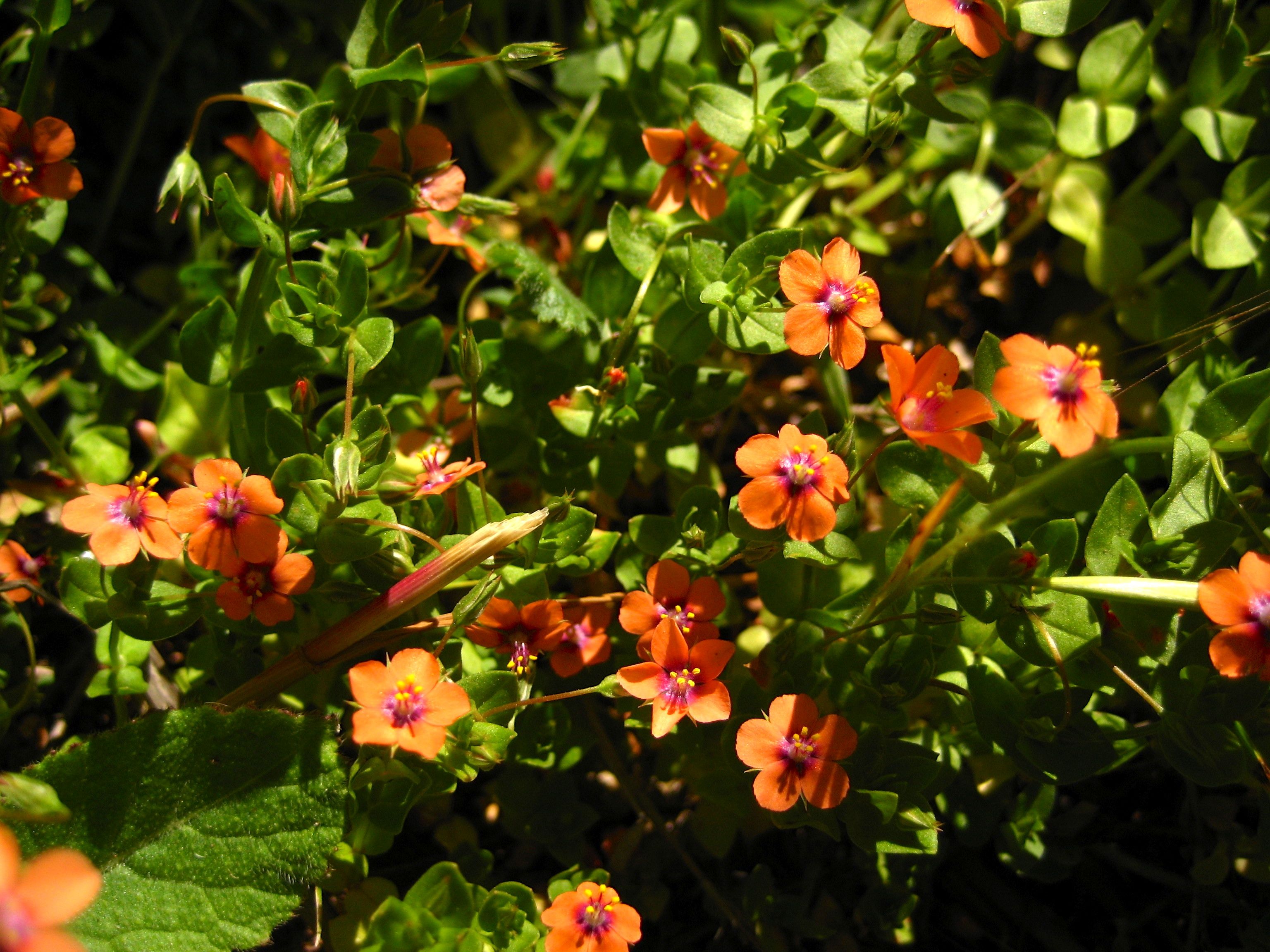 Lysimachia arvensis (Scarlet pimpernel), non-native California herb