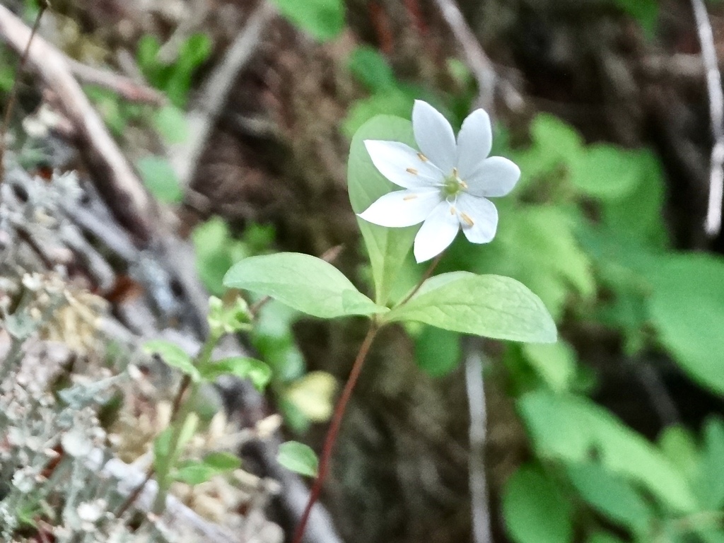 Lysimachia europaea (Arctic starflower), native California herb