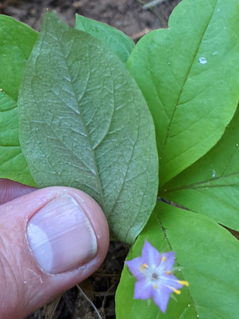 Lysimachia latifolia (Pacific starflower), native California perennial