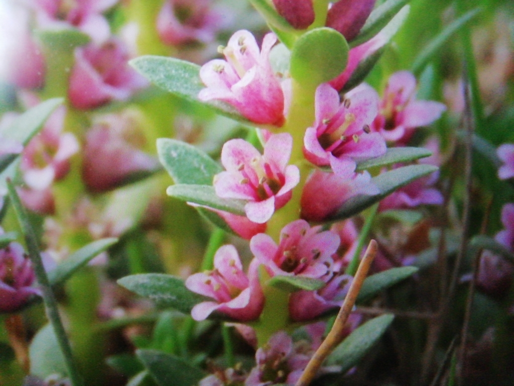 Lysimachia maritima (Sea milkwort), native California herb