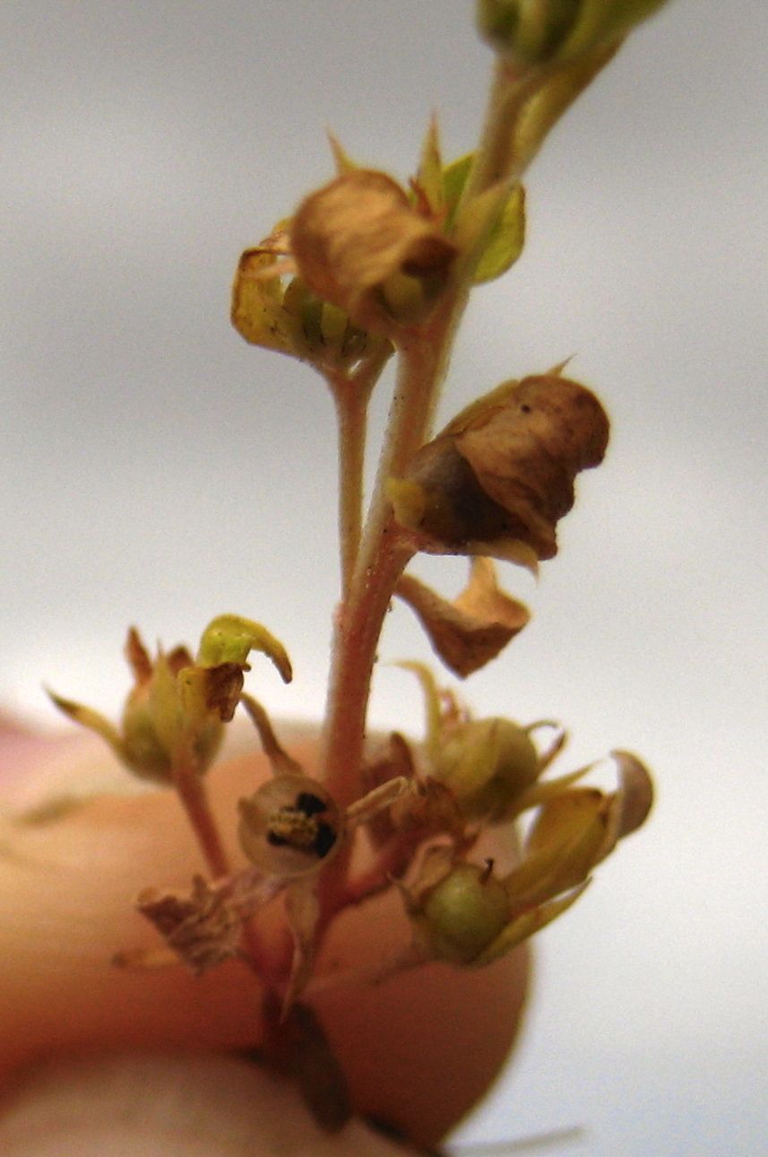 Lysimachia minima (Chaffweed), native California herb