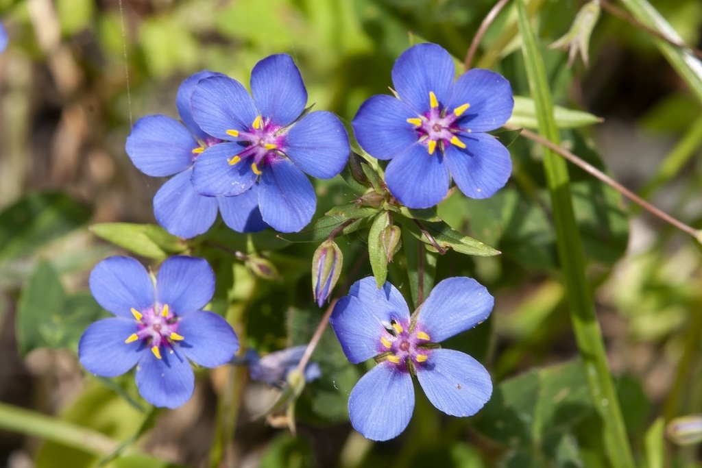 Lysimachia monelli (Flaxleaf pimpernel), non-native California herb