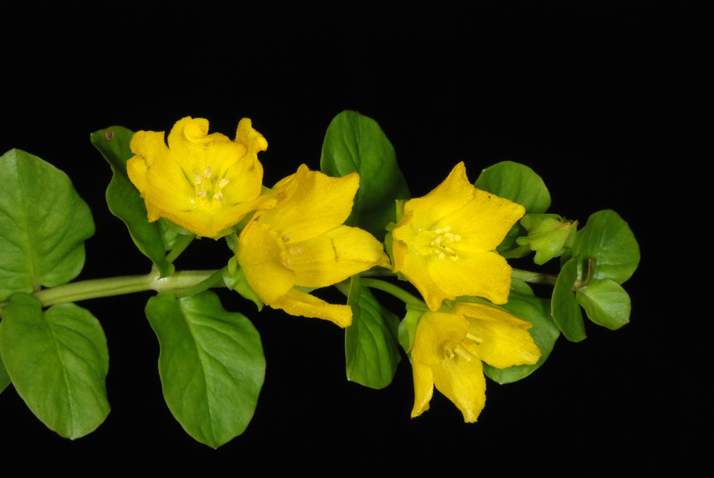 Lysimachia nummularia (Creeping-jenny), non-native California herb