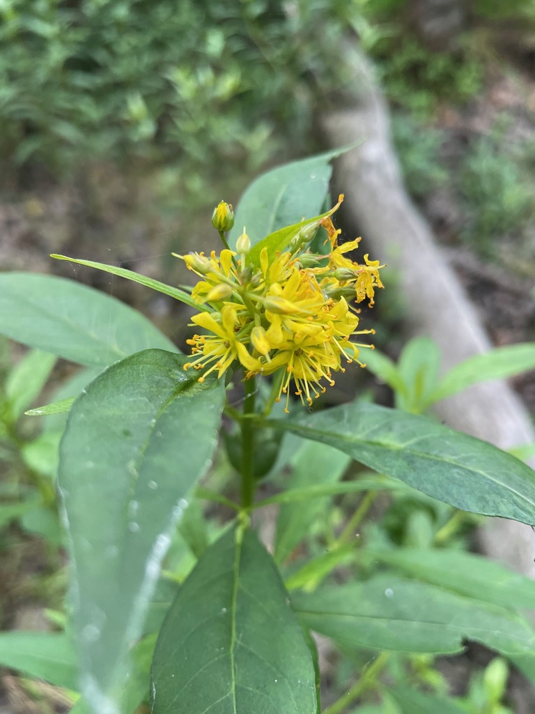 Lysimachia thyrsiflora (Tufted loosestrife), native California herb