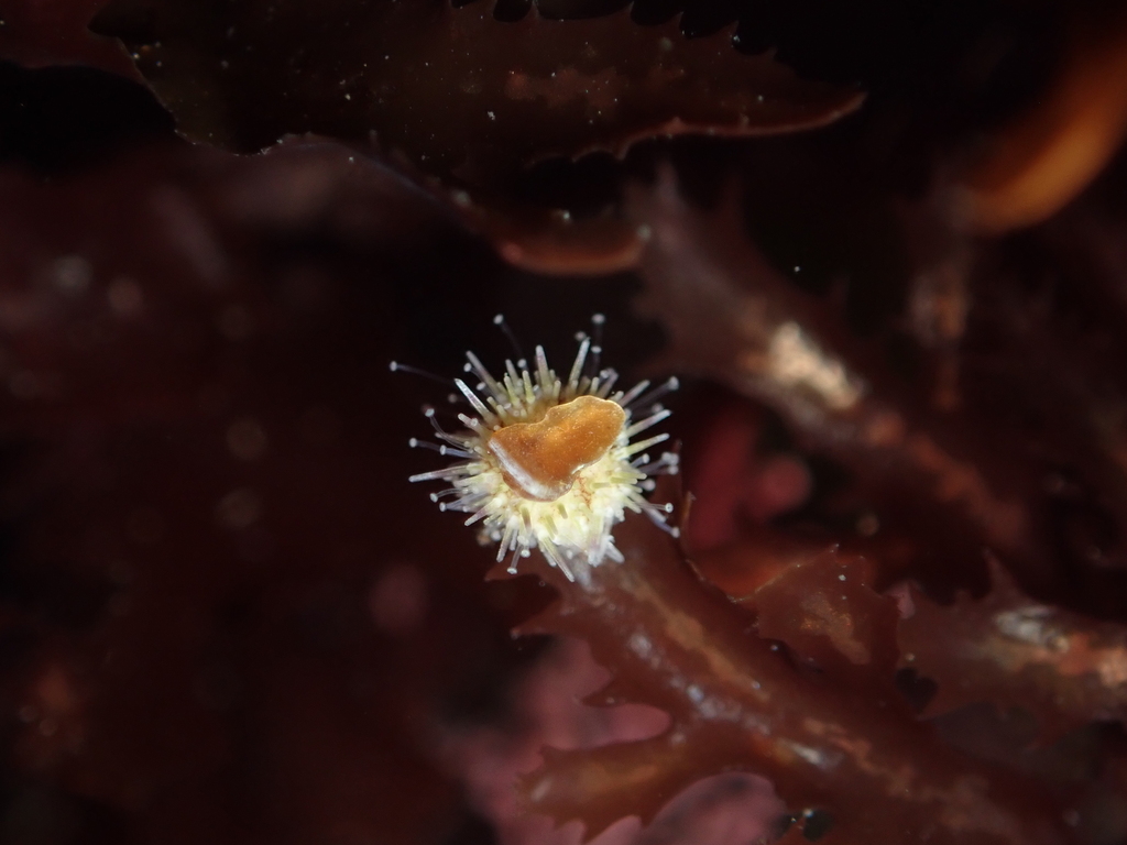 Lytechinus pictus (White sea urchin), California species