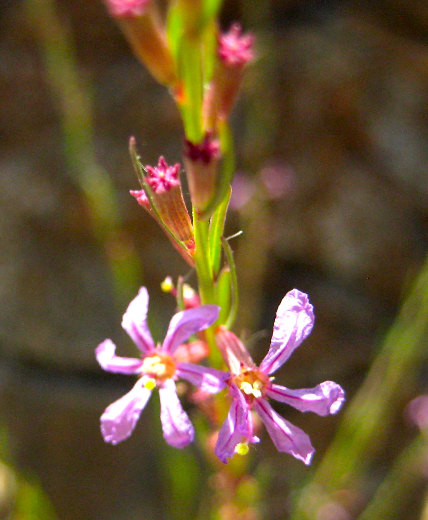 Lythrum californicum (California loosestrife), native California subshrub