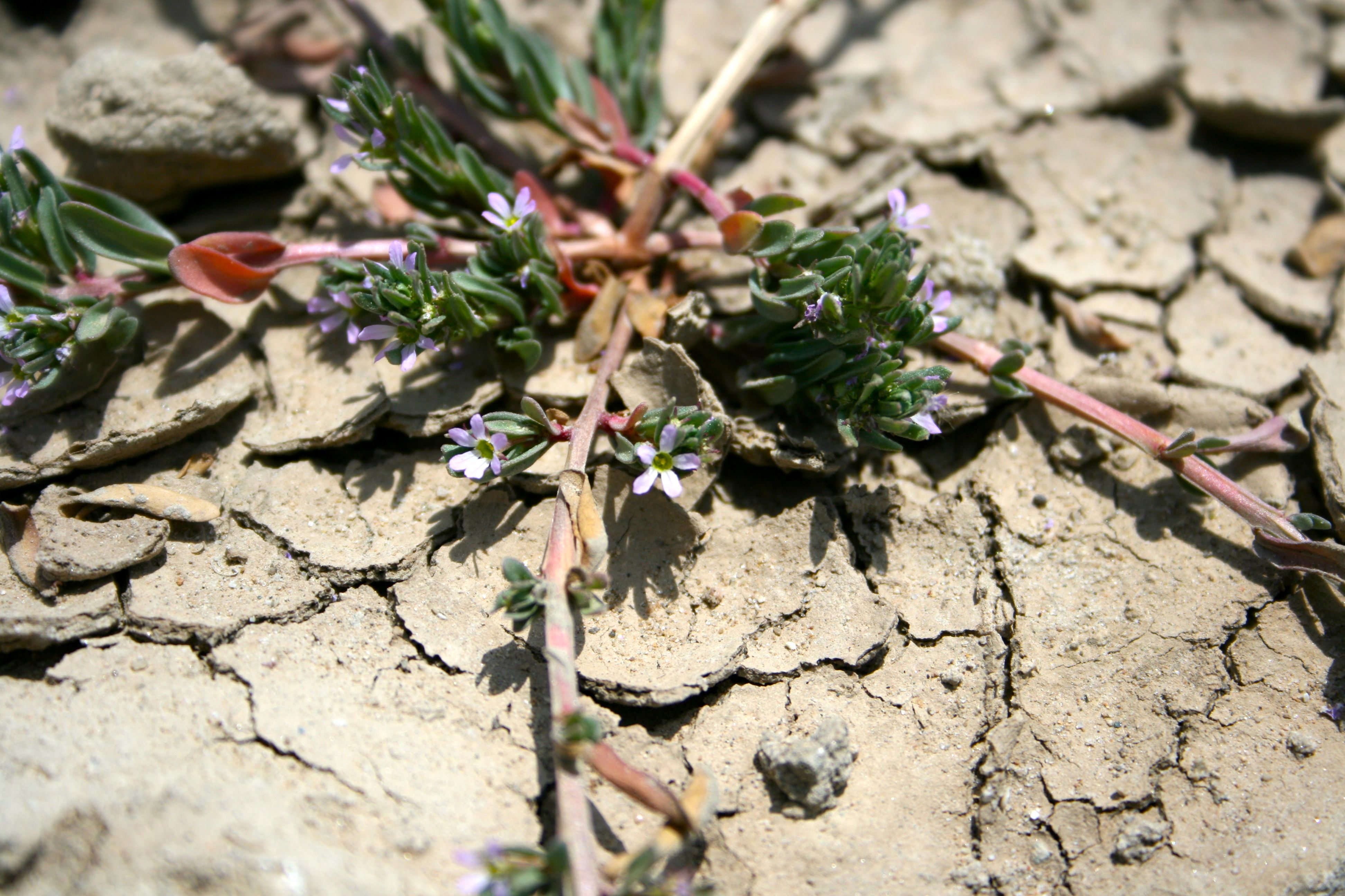 Lythrum hyssopifolia (Hyssop loosestrife), non-native California herb