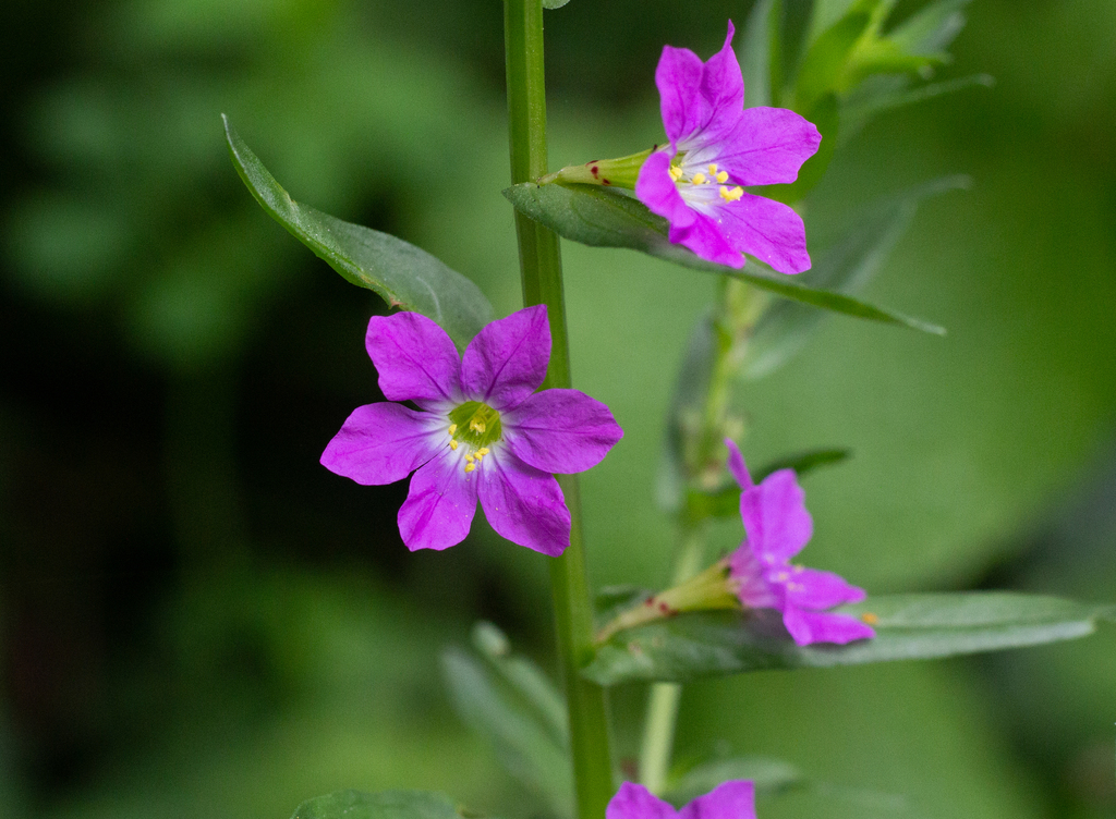 Lythrum junceum, California perennial