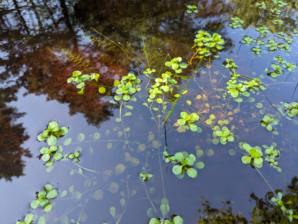 Lythrum portula (Broad leaved loosestrife), non-native California herb
