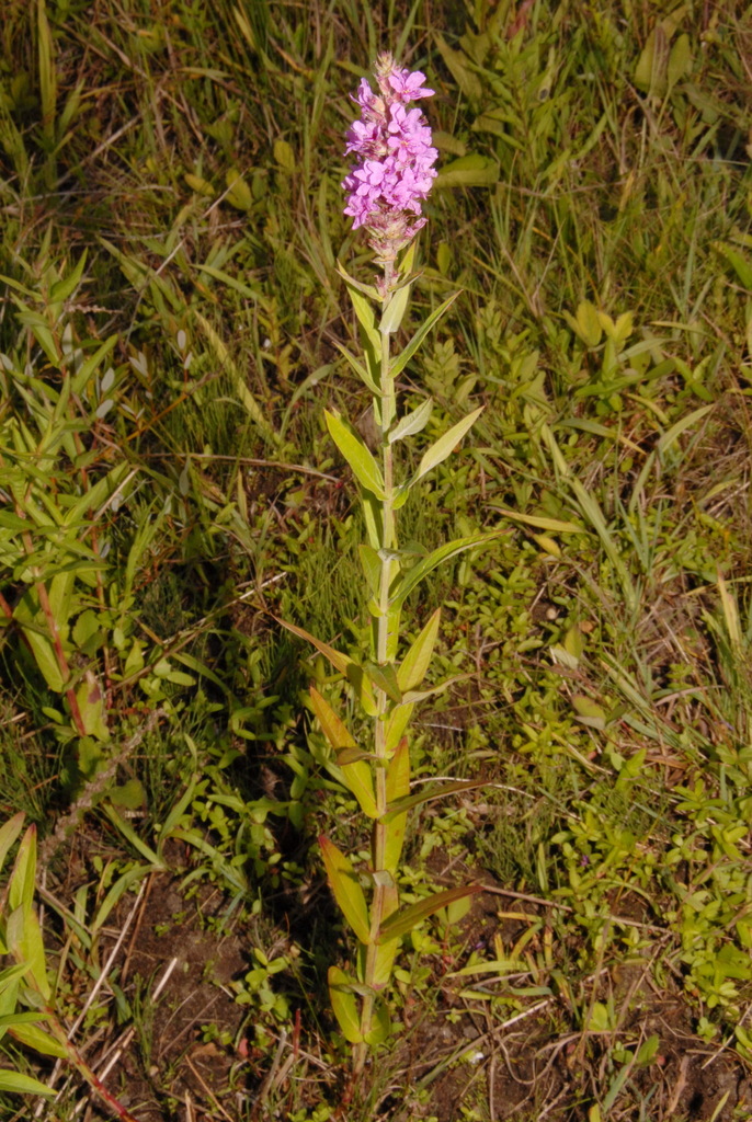 Lythrum sp. (Loosestrife), non-native California perennial