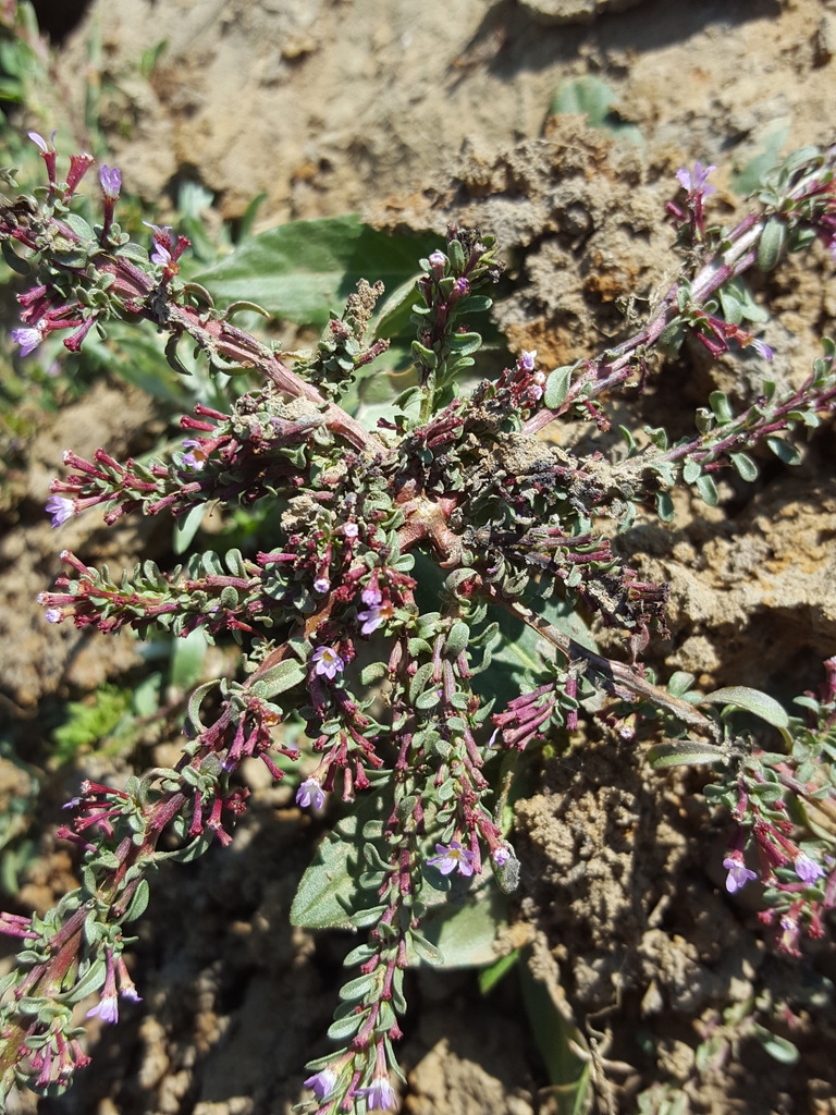 Lythrum tribracteatum (Three bracted loosestrife), non-native California herb