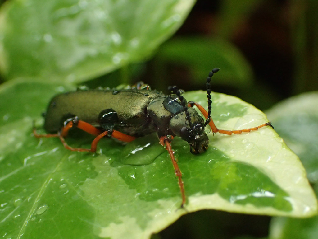Lytta hoppingi (Hopping's Blister Beetle), California species